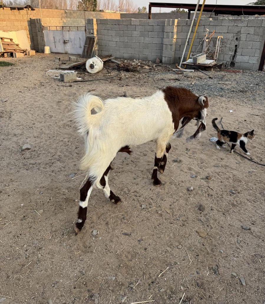 تيس هولندي فحل