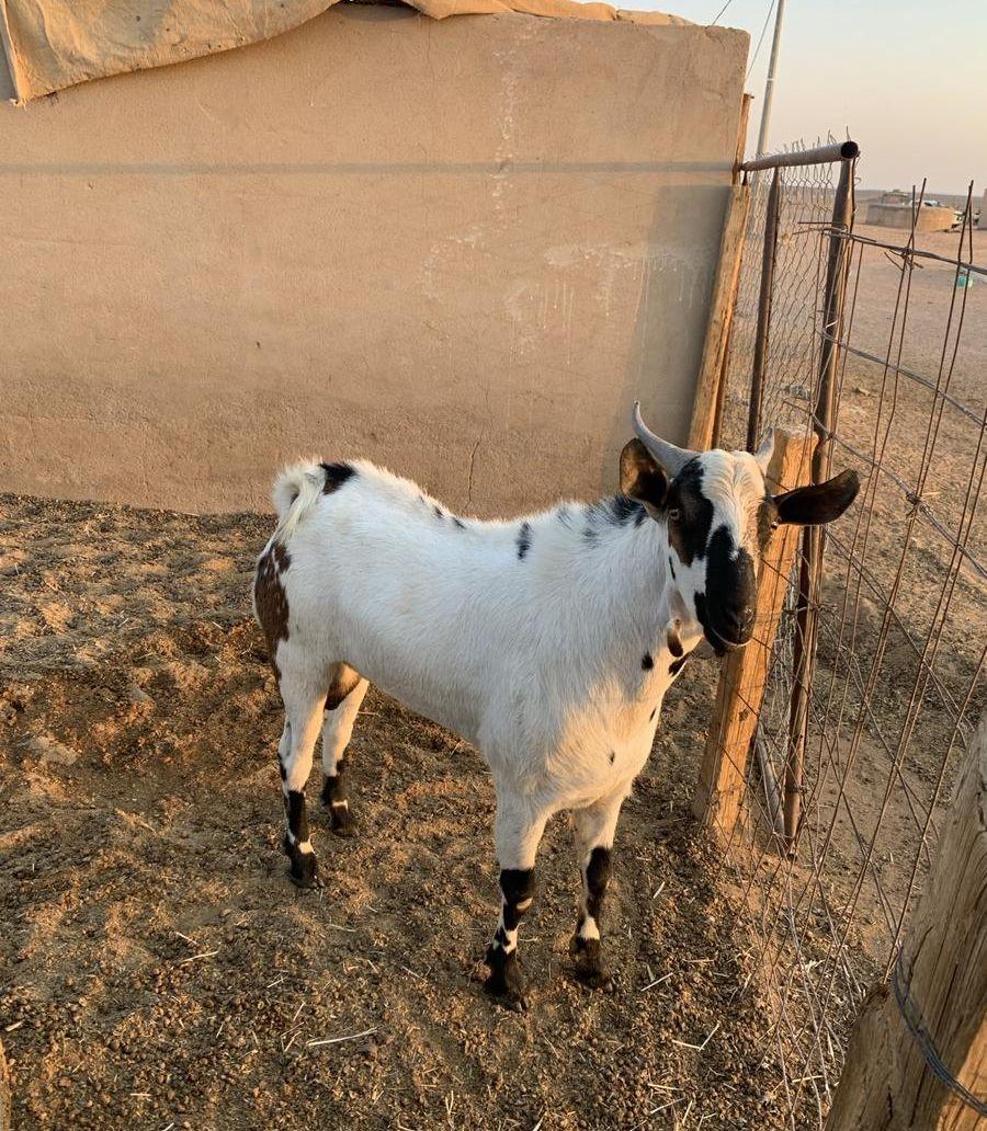 للبيع تيس بيشي