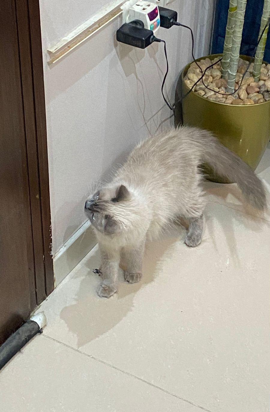 زوج قطط هملايا
