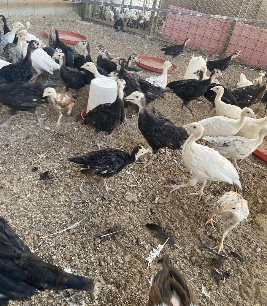 فروخ دجاج رومي