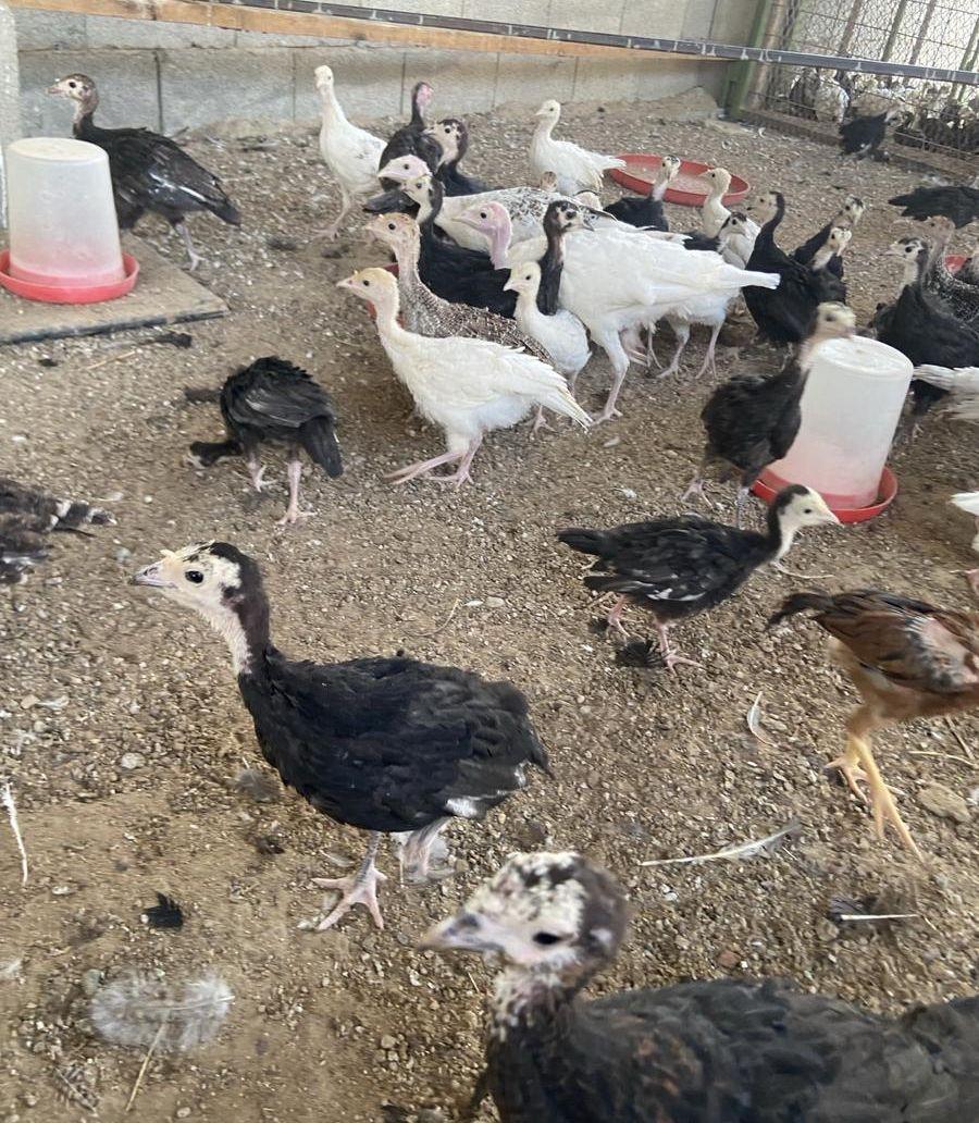 فروخ دجاج رومي