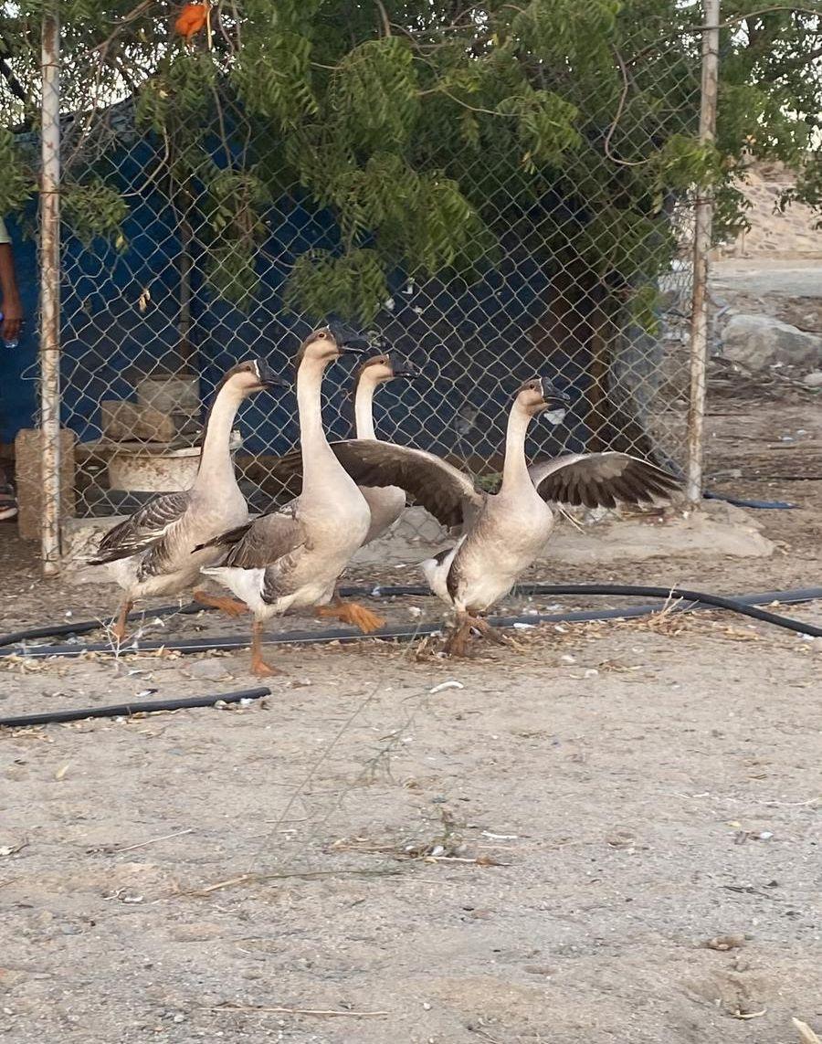 وز عراقي