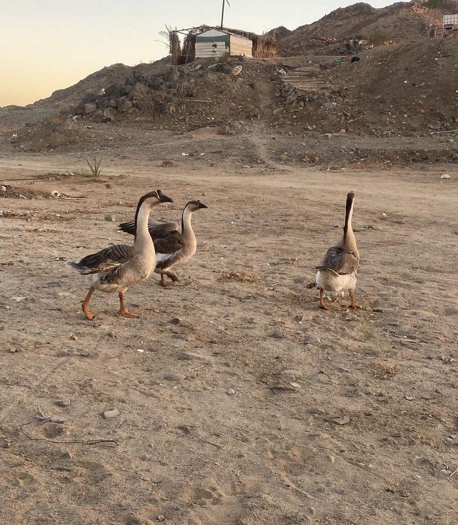 وز عراقي