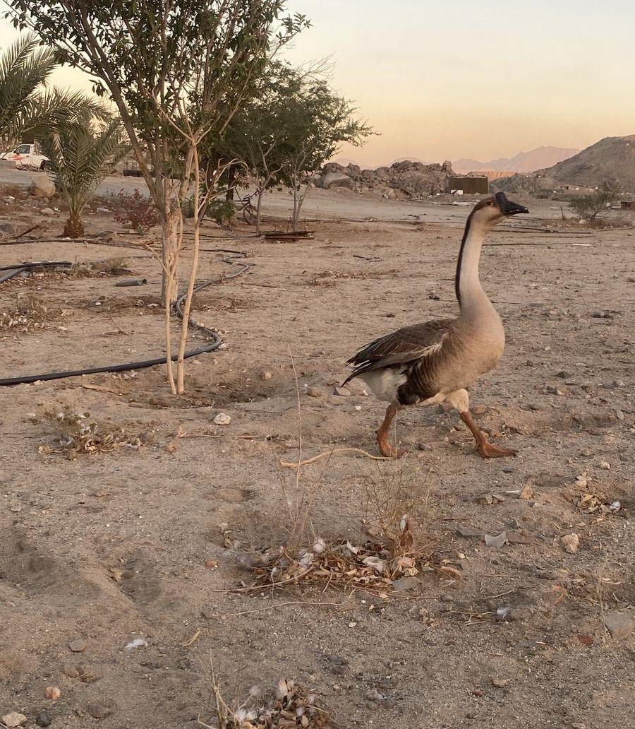 وز عراقي