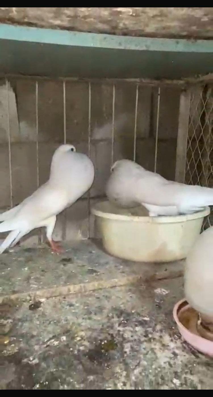 للبيع ثنتين اناث