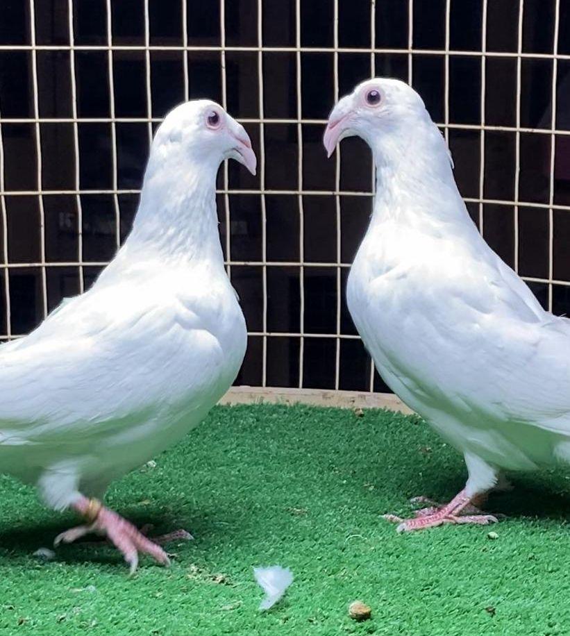 حمام