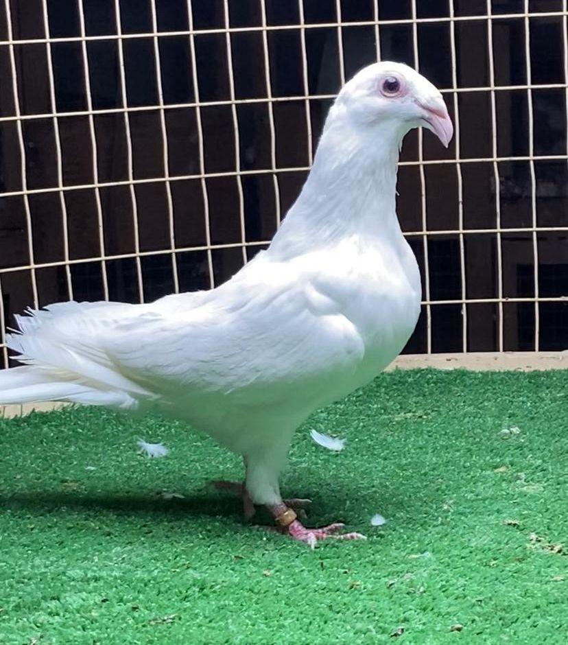 حمام