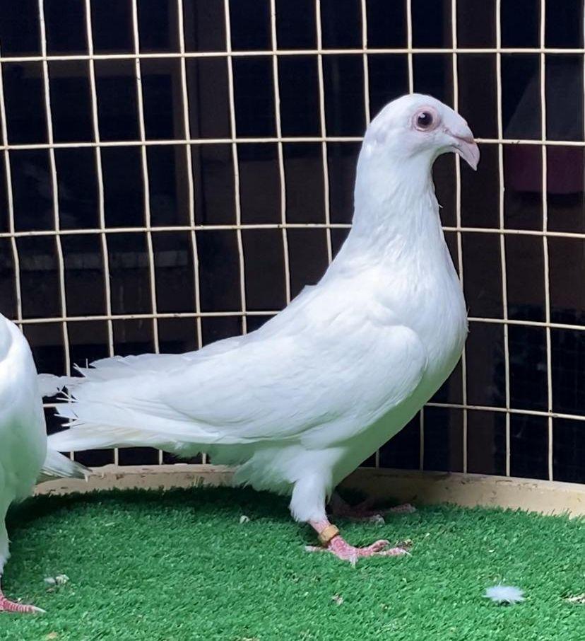 حمام