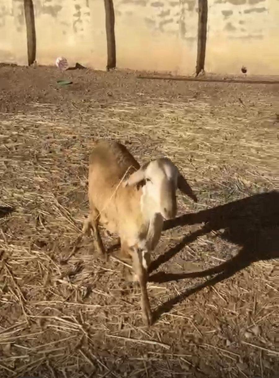 طليان سواكن حمريه