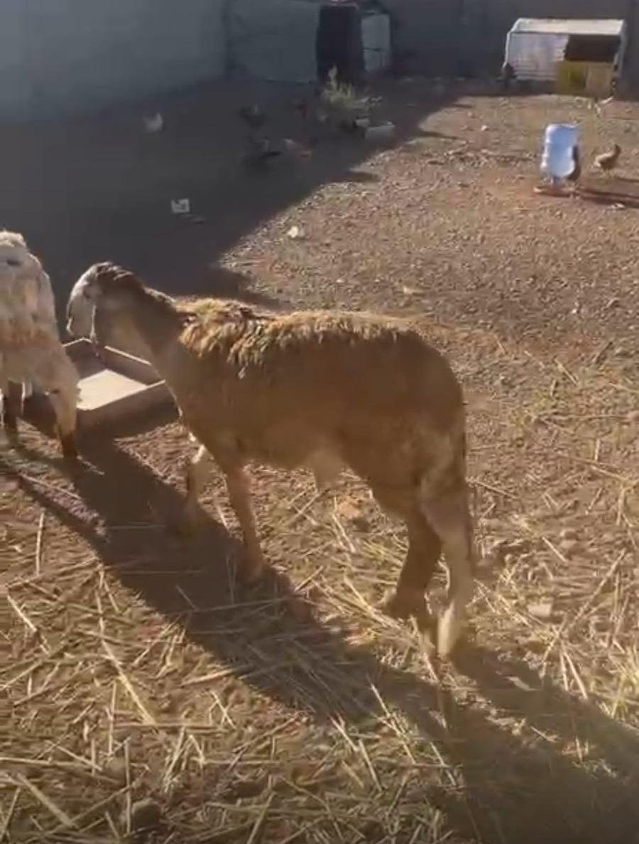 طليان سواكن حمريه