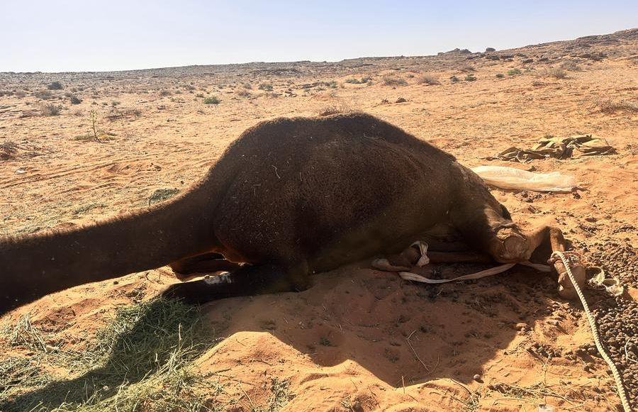 ناقه للبيع باركه