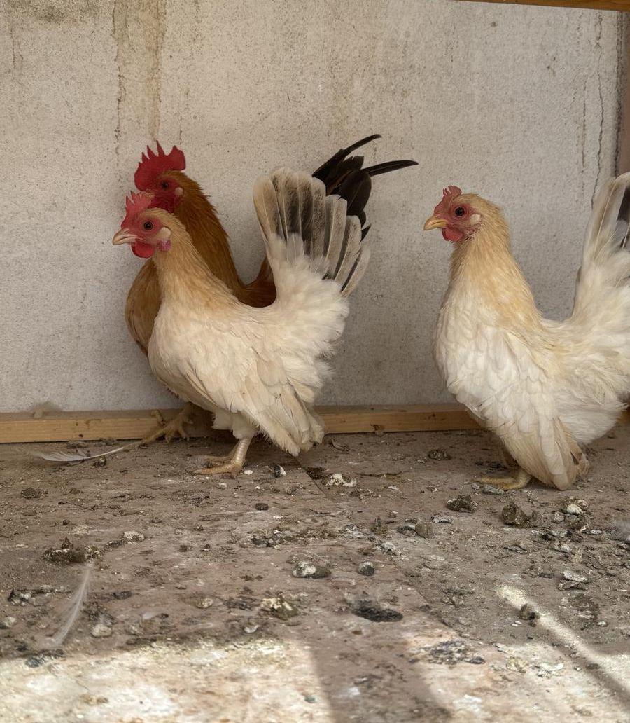 جابنيز ( شابو