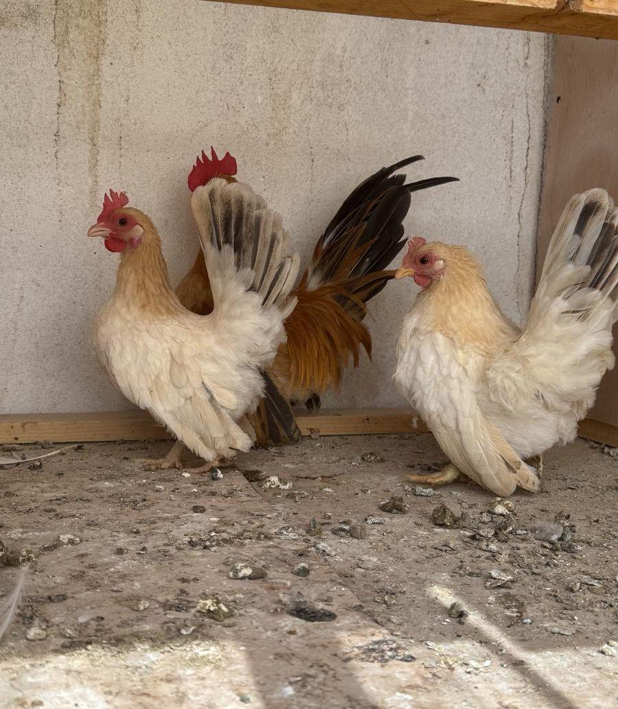 جابنيز ( شابو
