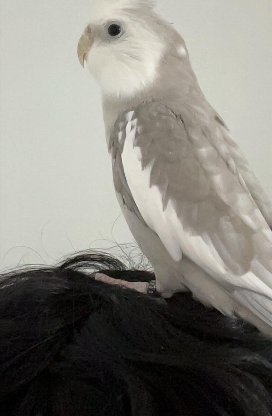 طير كروان مفقود
