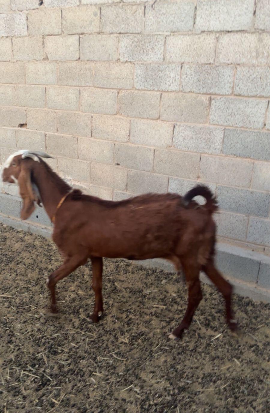 عنز تامه حليب