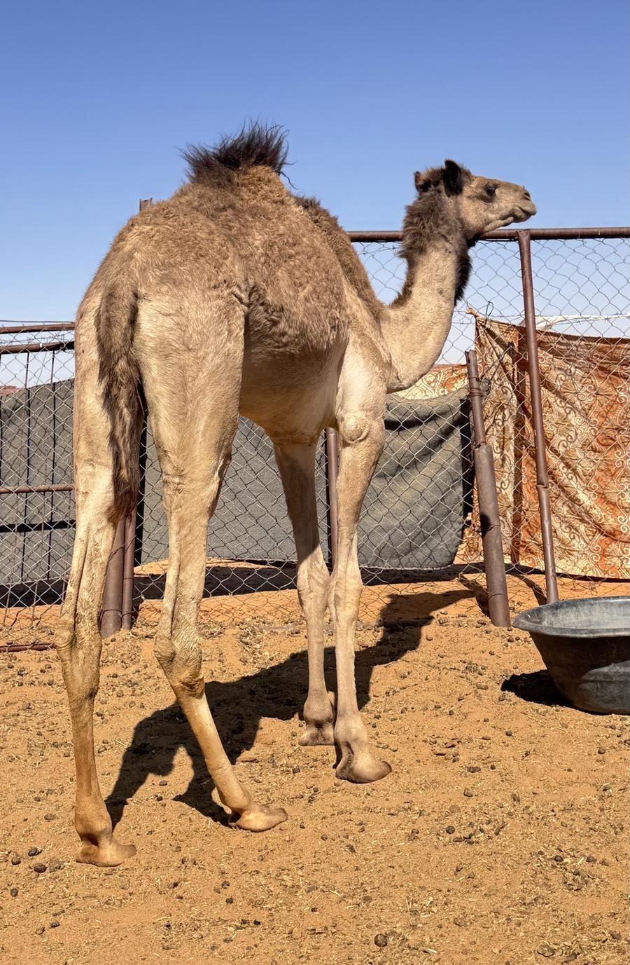 قعود