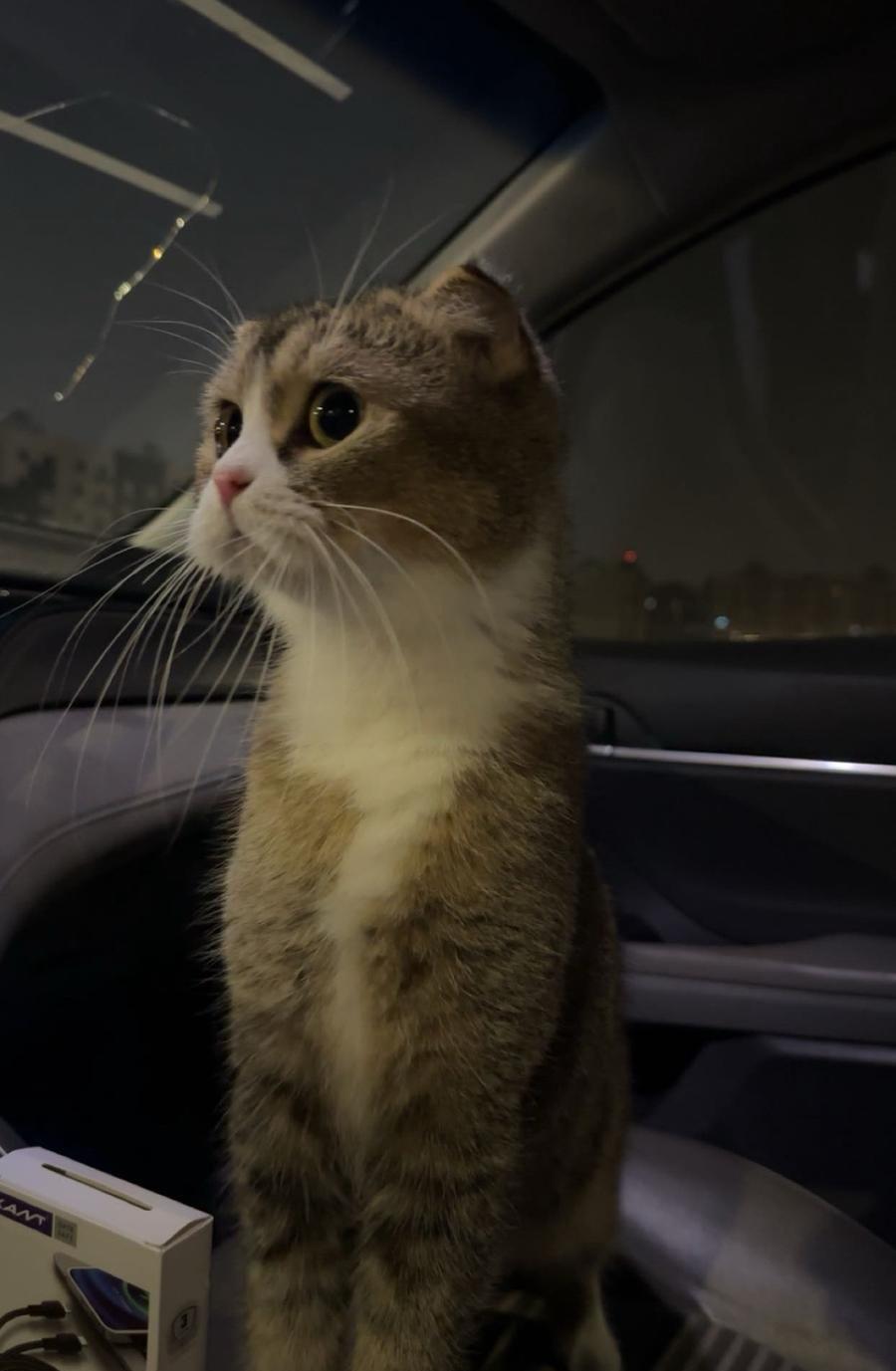 قطه سكوتش