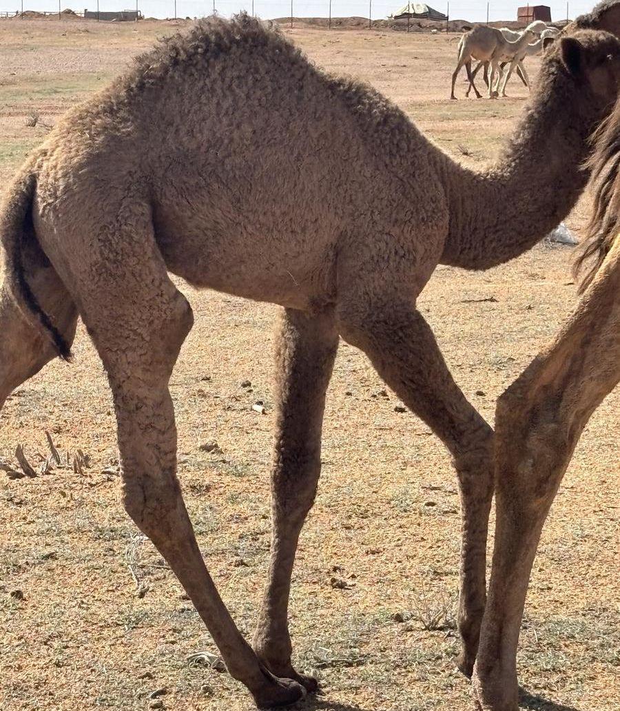قعود