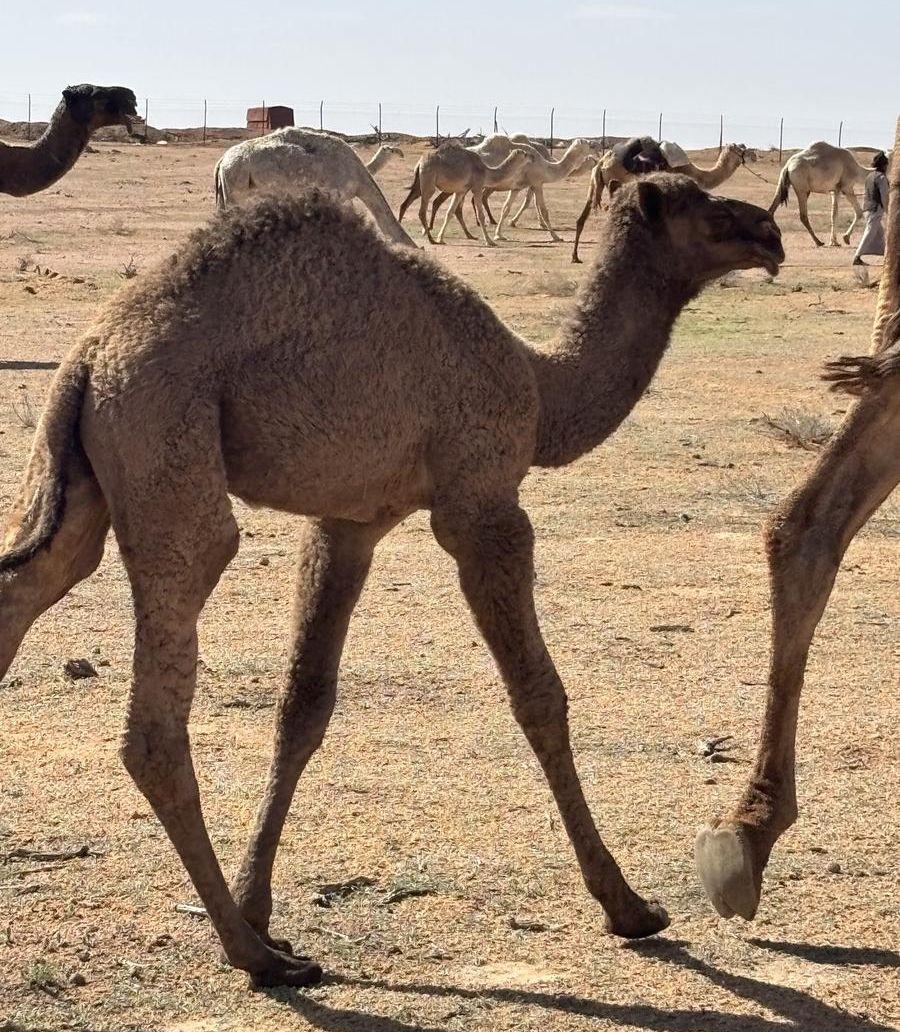 قعود