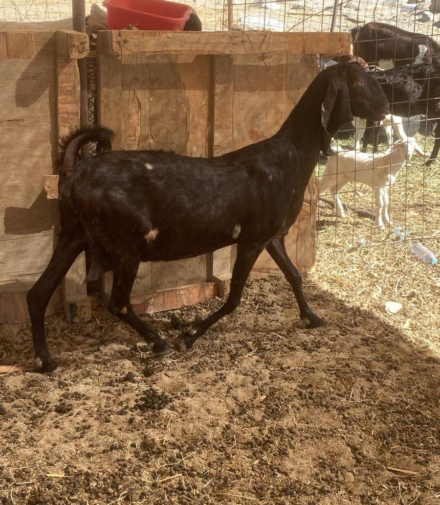 للبيع عنز مطوره