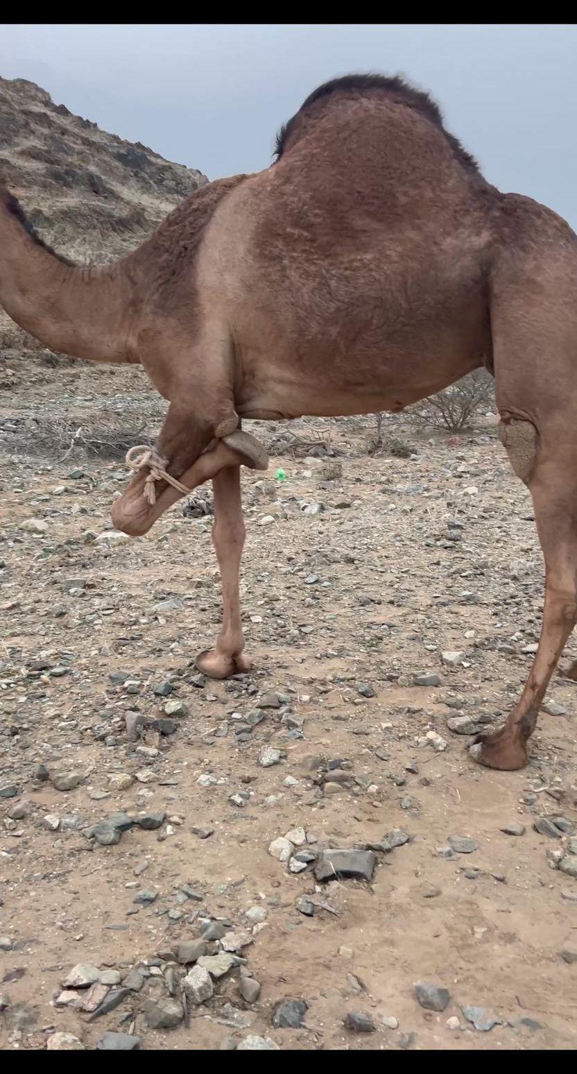 بكره ثنيه مبيوع