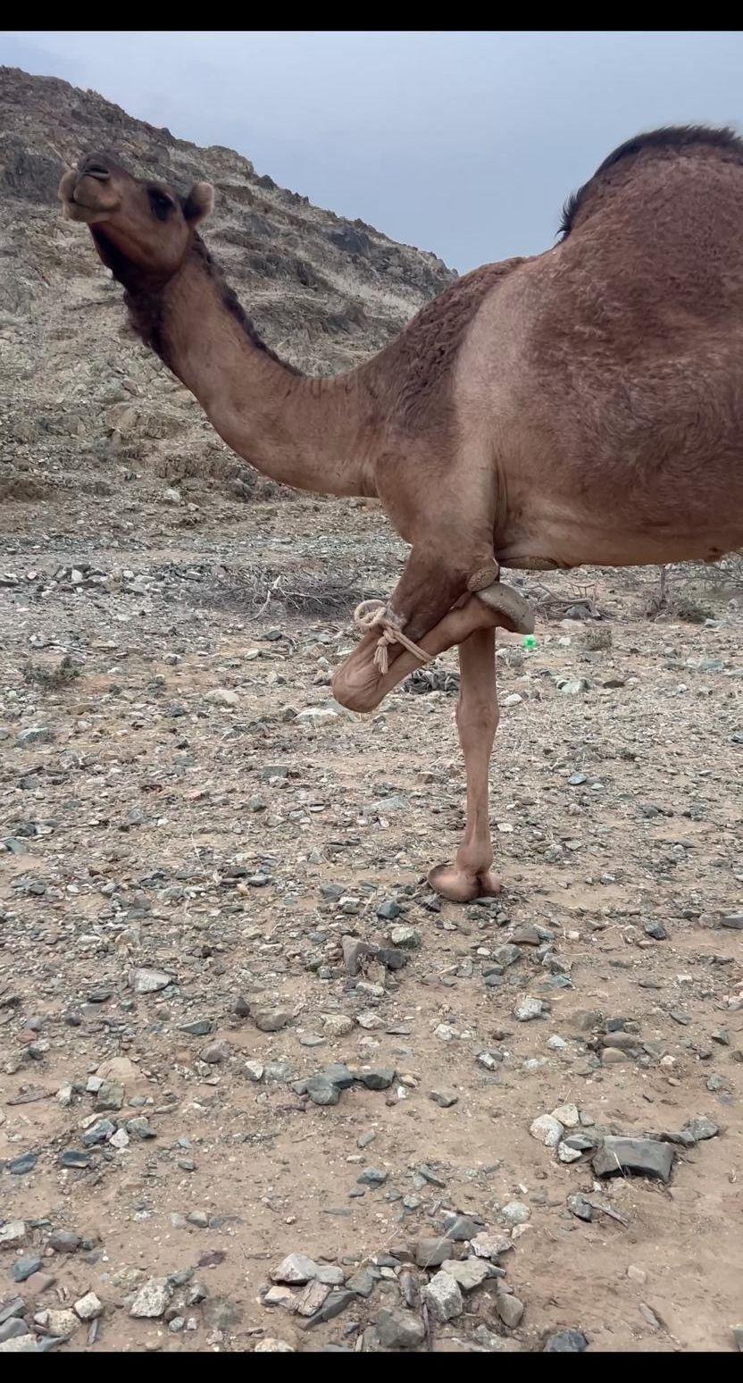 بكره ثنيه مبيوع