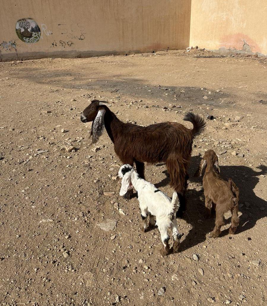 عنز بكر طيبة