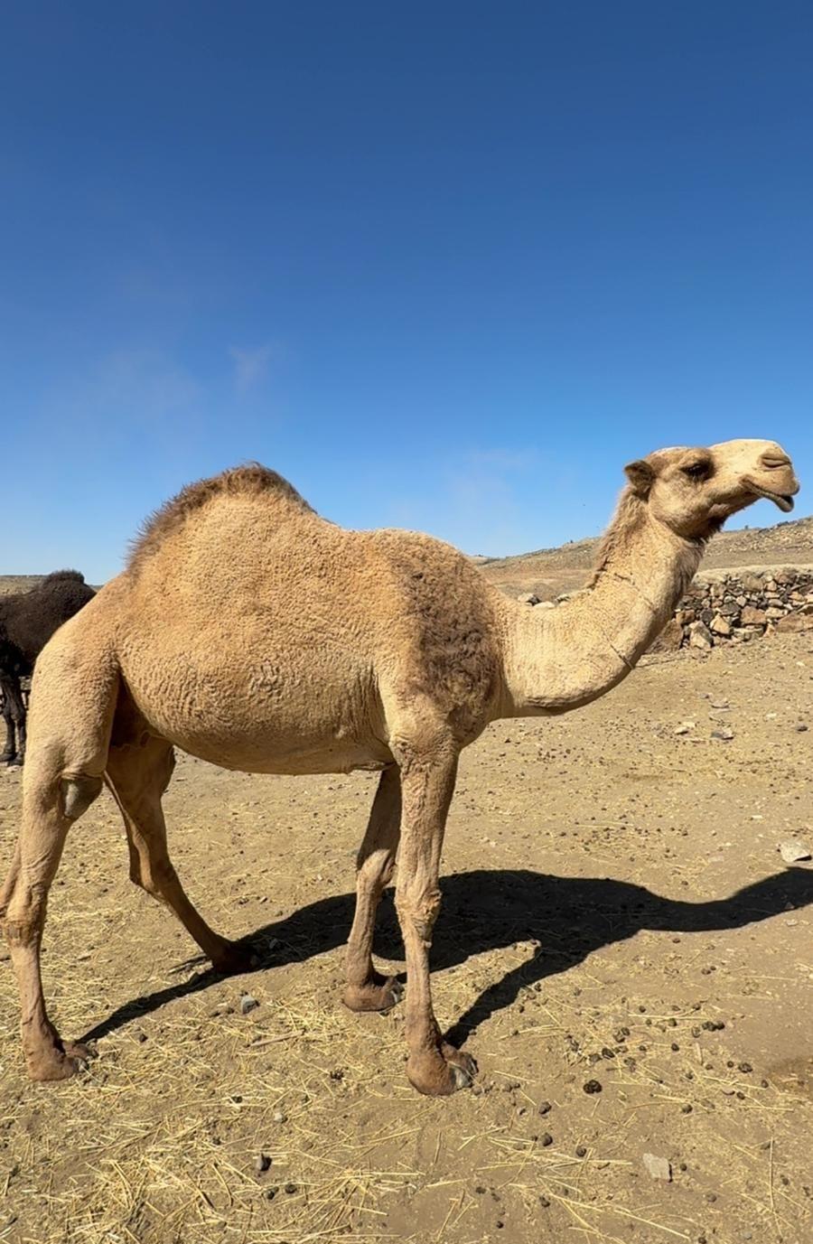 ناقه ضروبة قشعانية