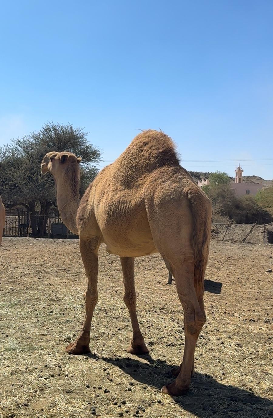 ناقه ضروبة قشعانية