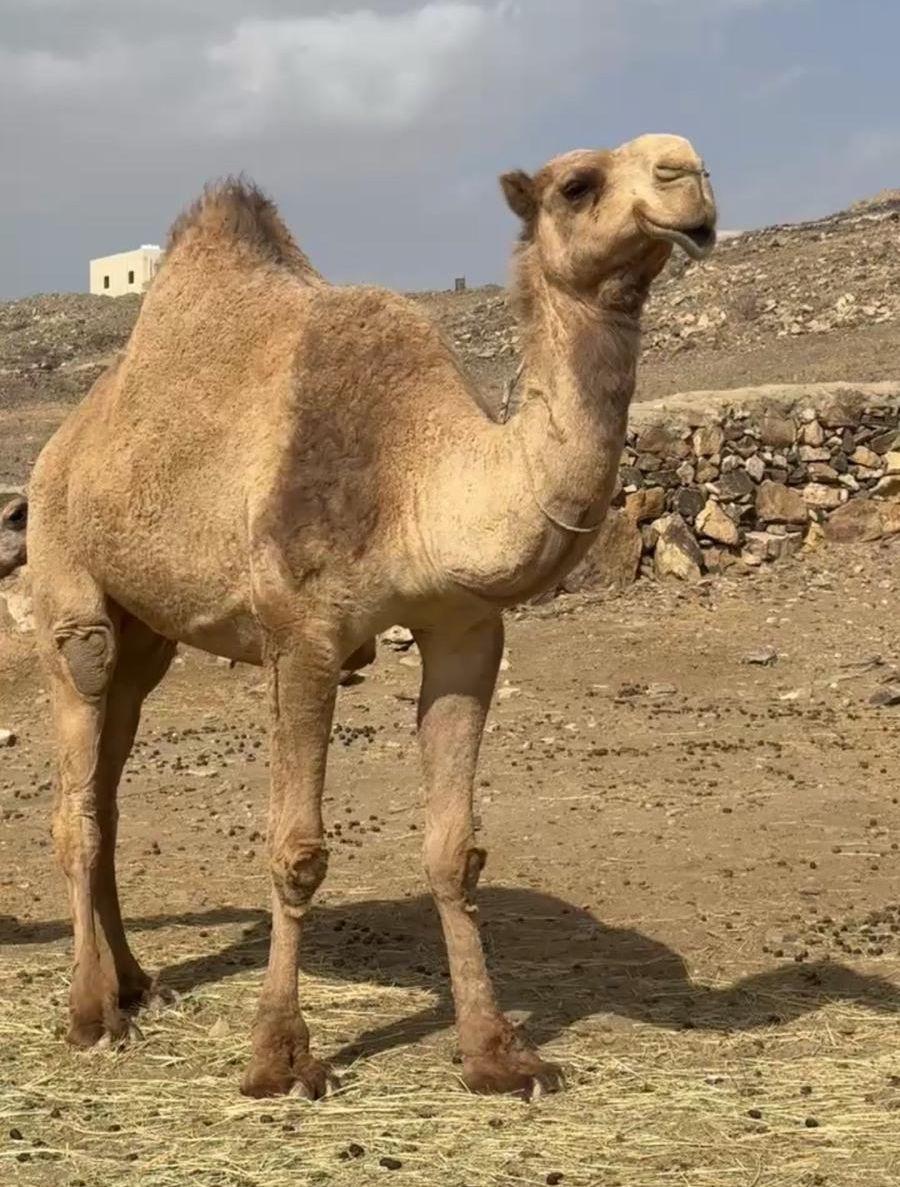 ناقه ضروبة قشعانية