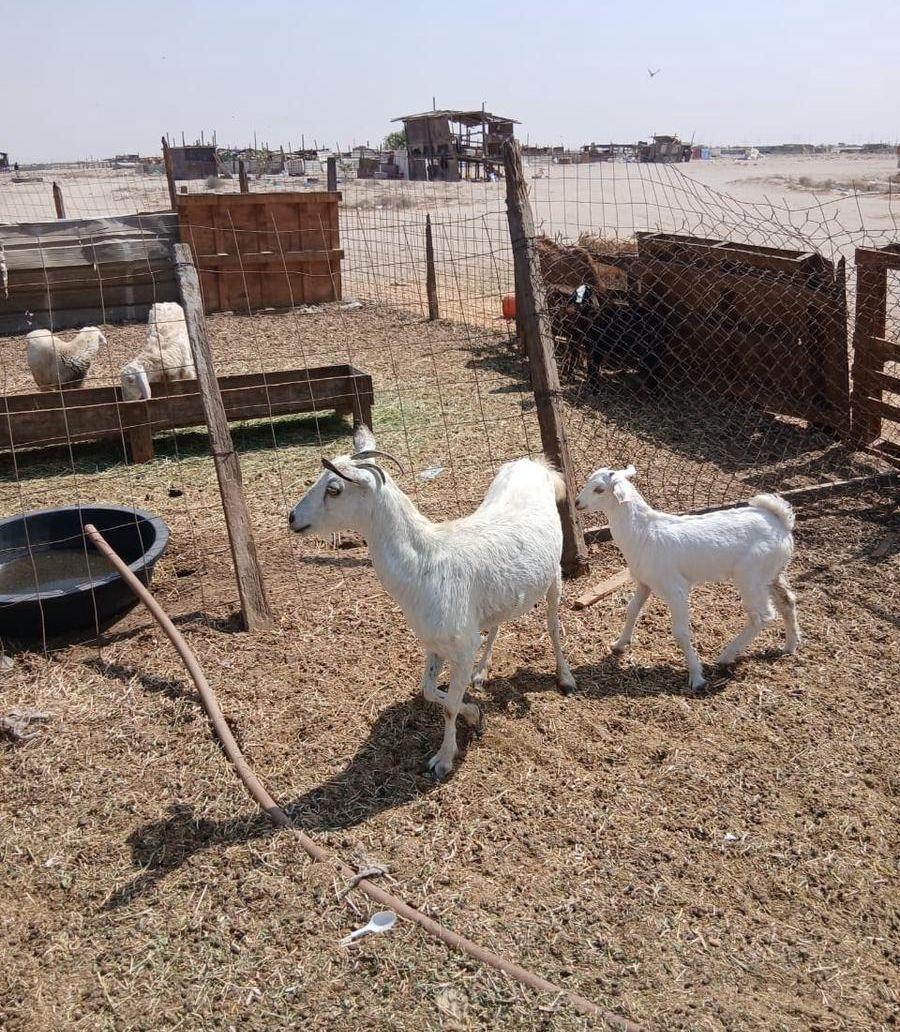 عنز للبيع
