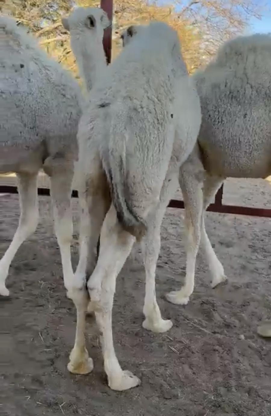 3 قعدان كفو
