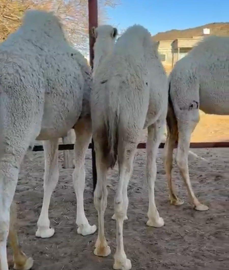 3 قعدان كفو