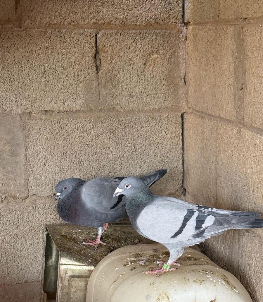 حمام للبيع