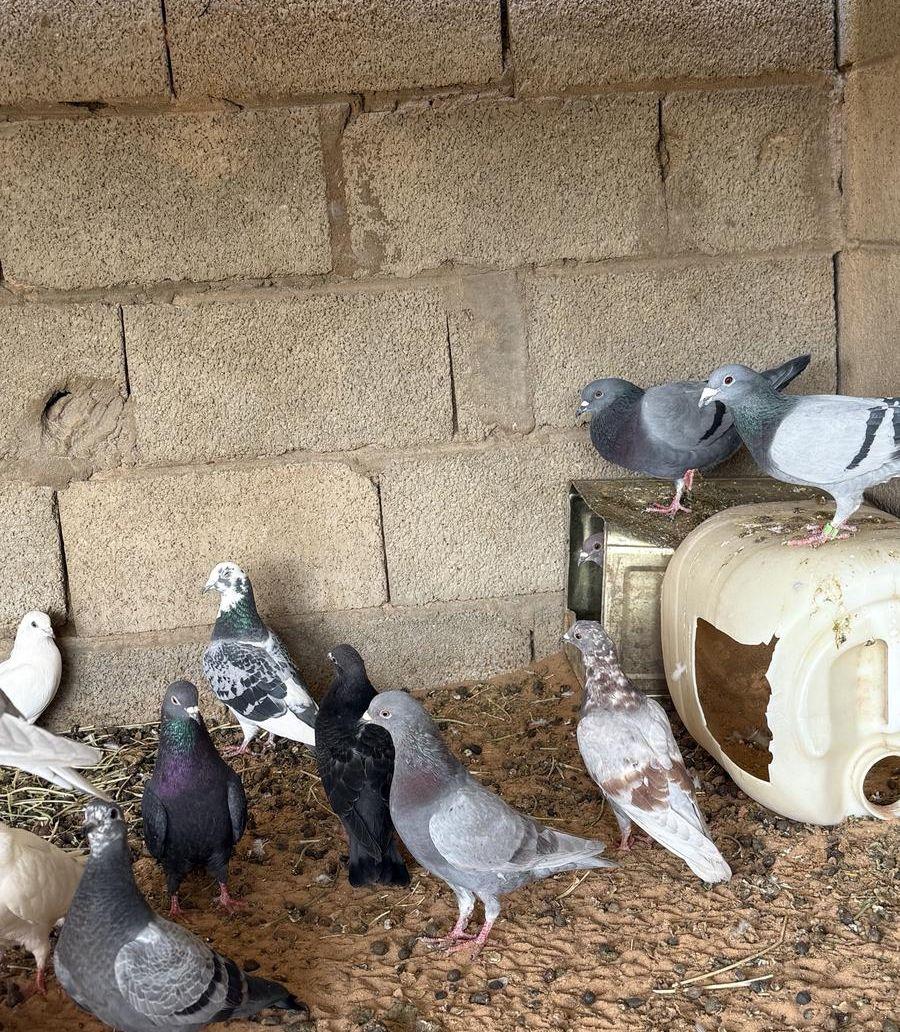 حمام للبيع