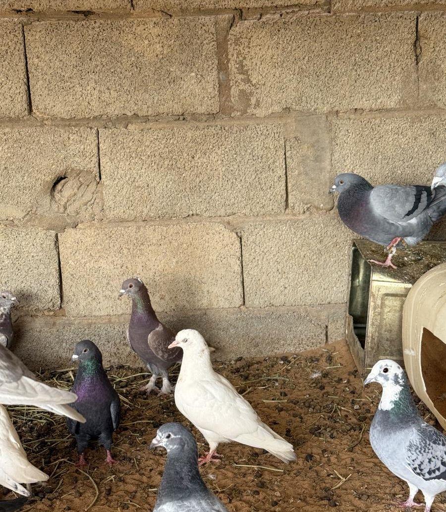 حمام للبيع