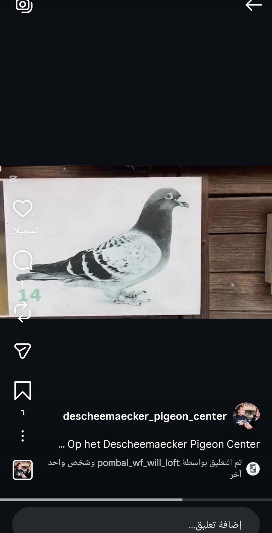 مطلوب حمام زاجل