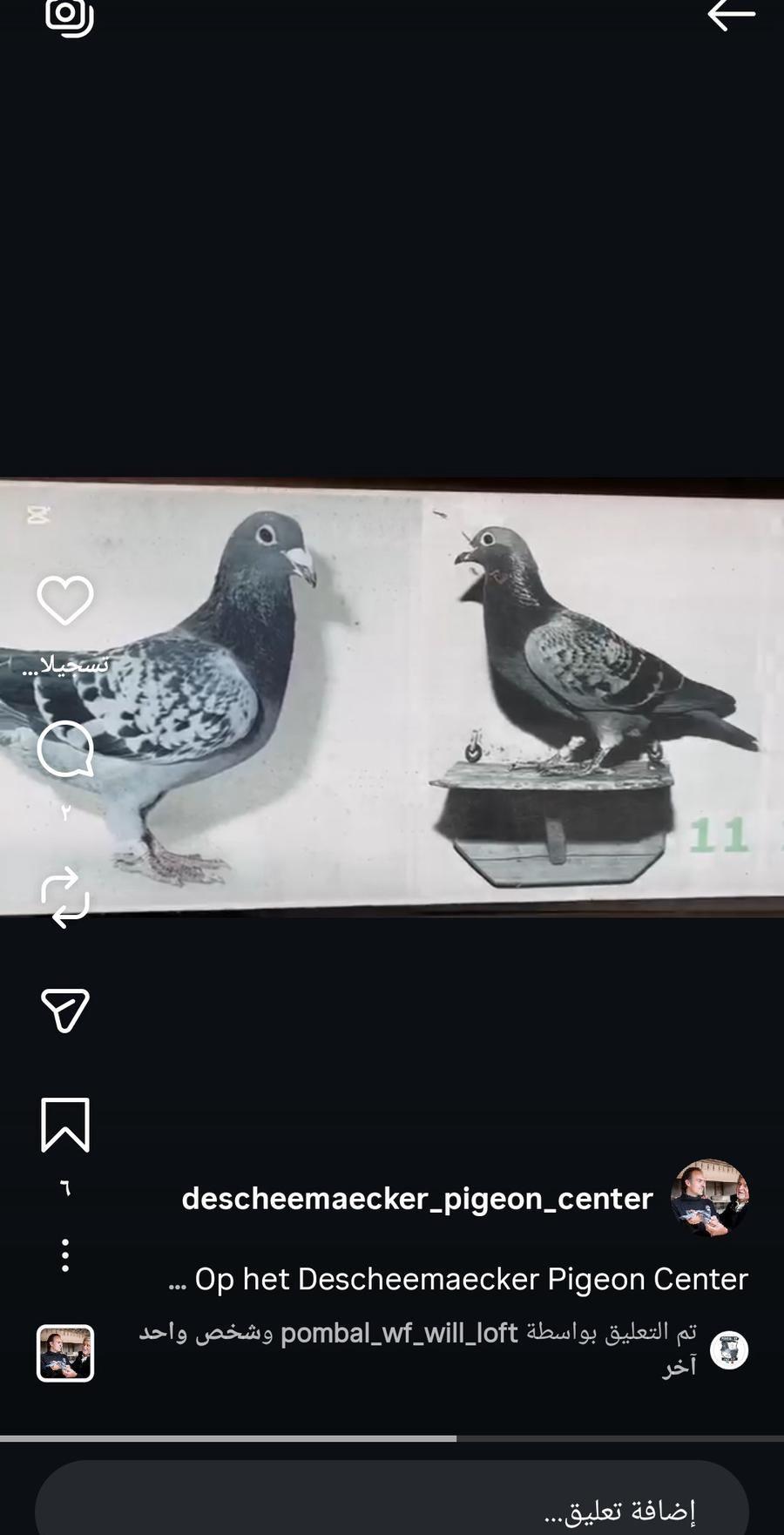 مطلوب حمام زاجل