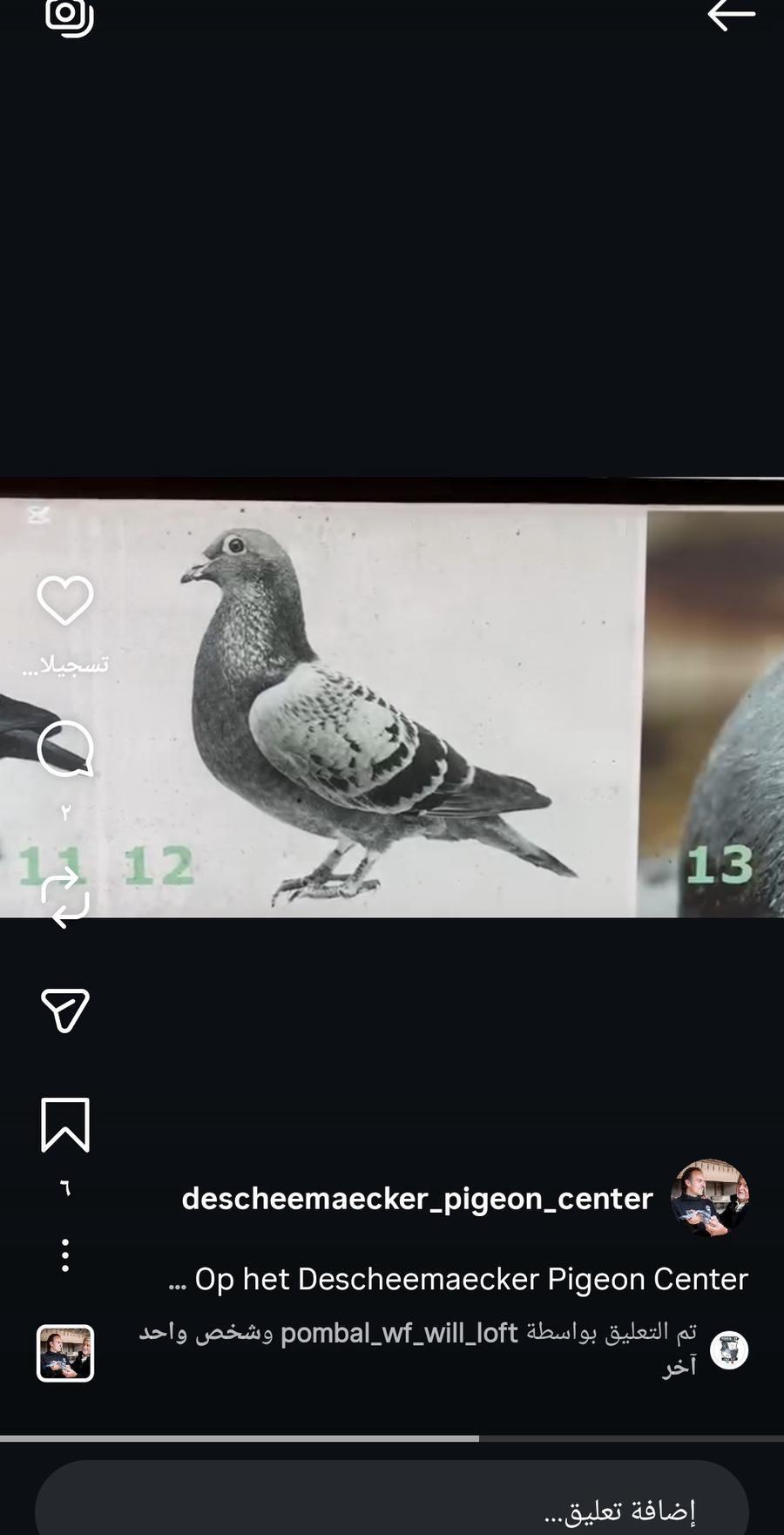 مطلوب حمام زاجل