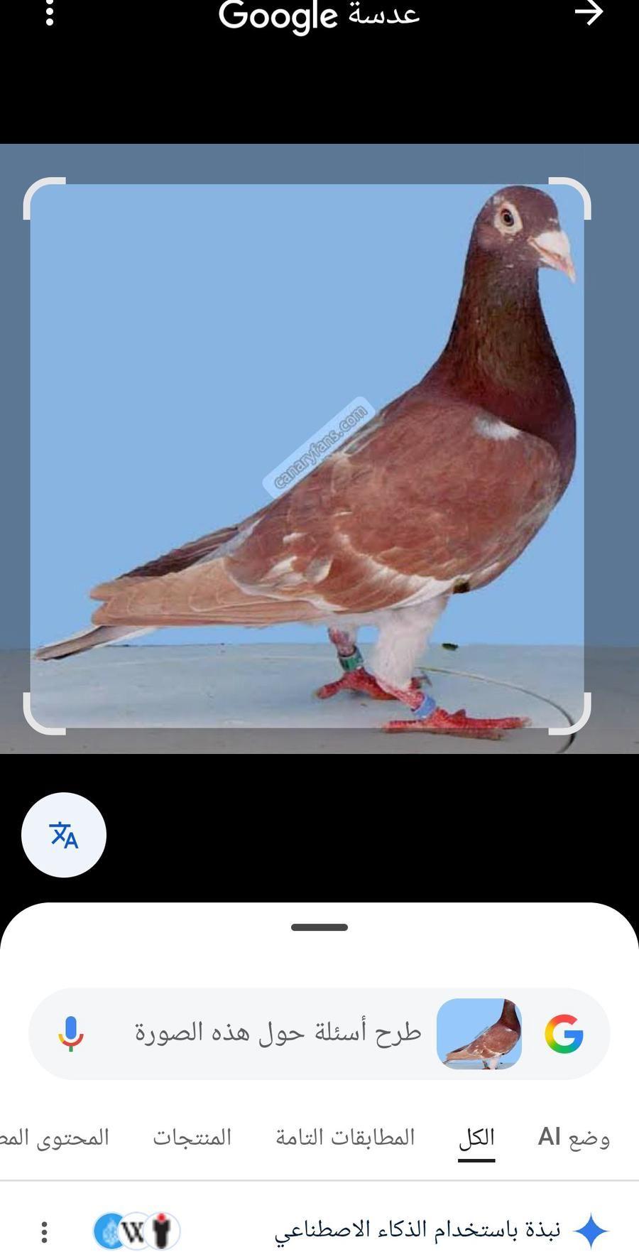 مطلوب حمام زاجل