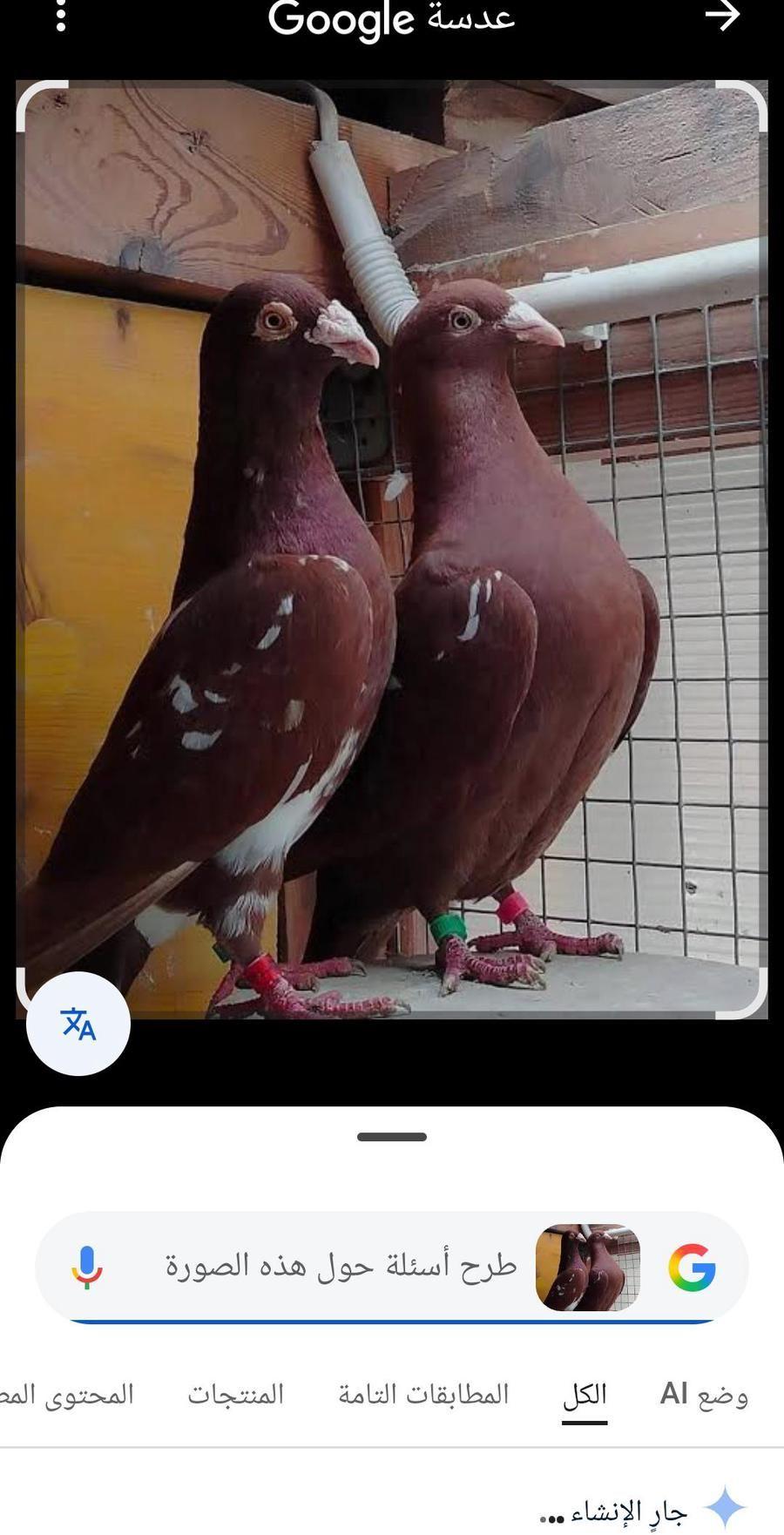 مطلوب حمام زاجل