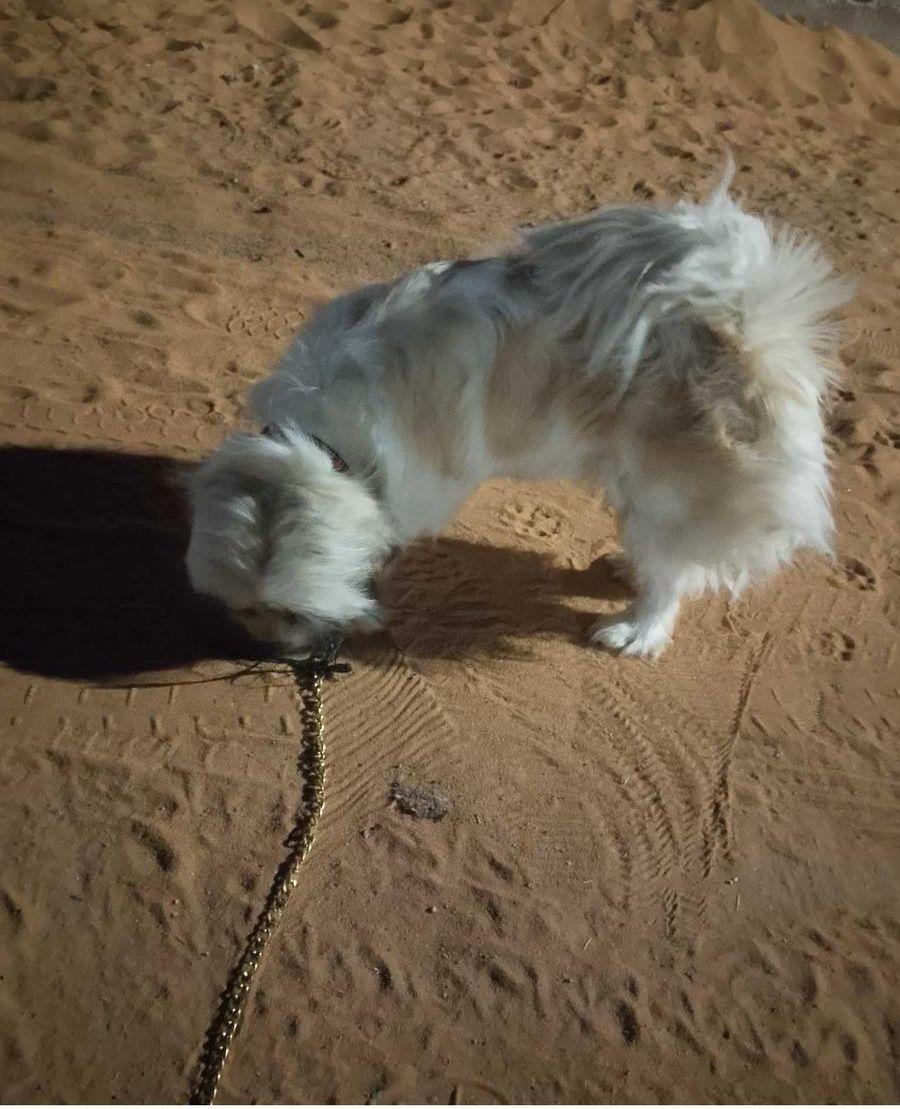 موجود كلب ذكر