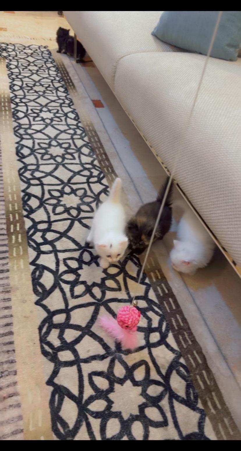 قطه شيرازي مهجن