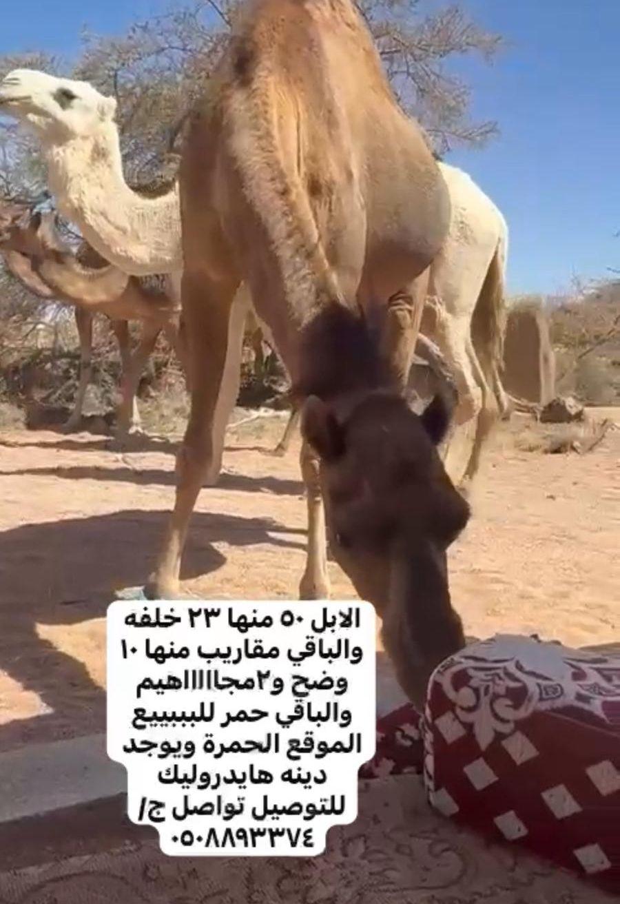 ابل اللبببع
