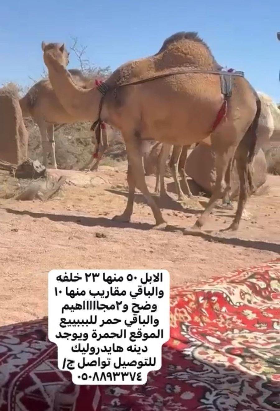 ابل اللبببع