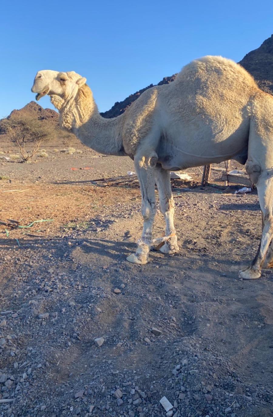 للبيع قعود اوضح