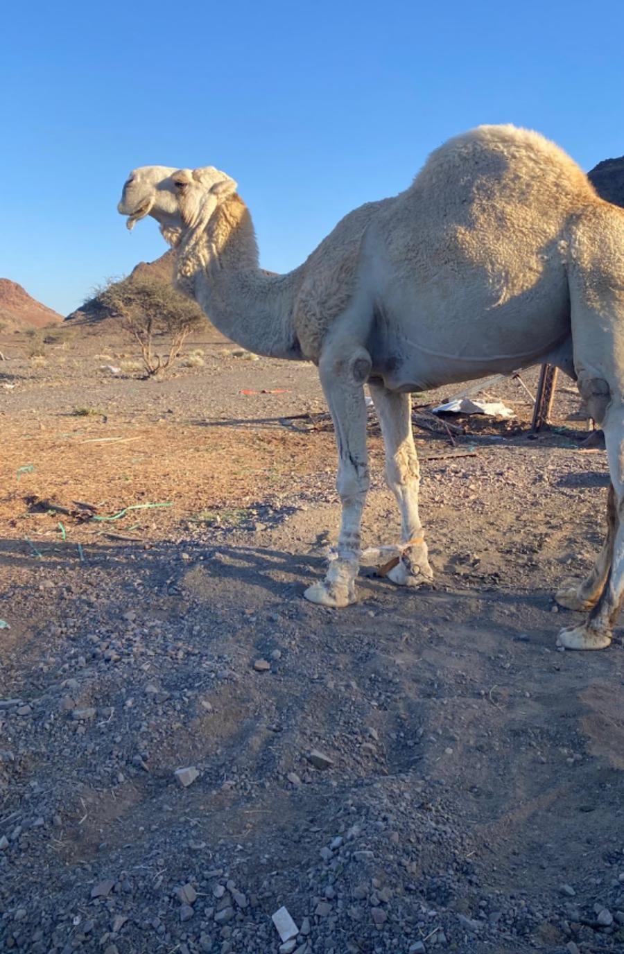 للبيع قعود اوضح