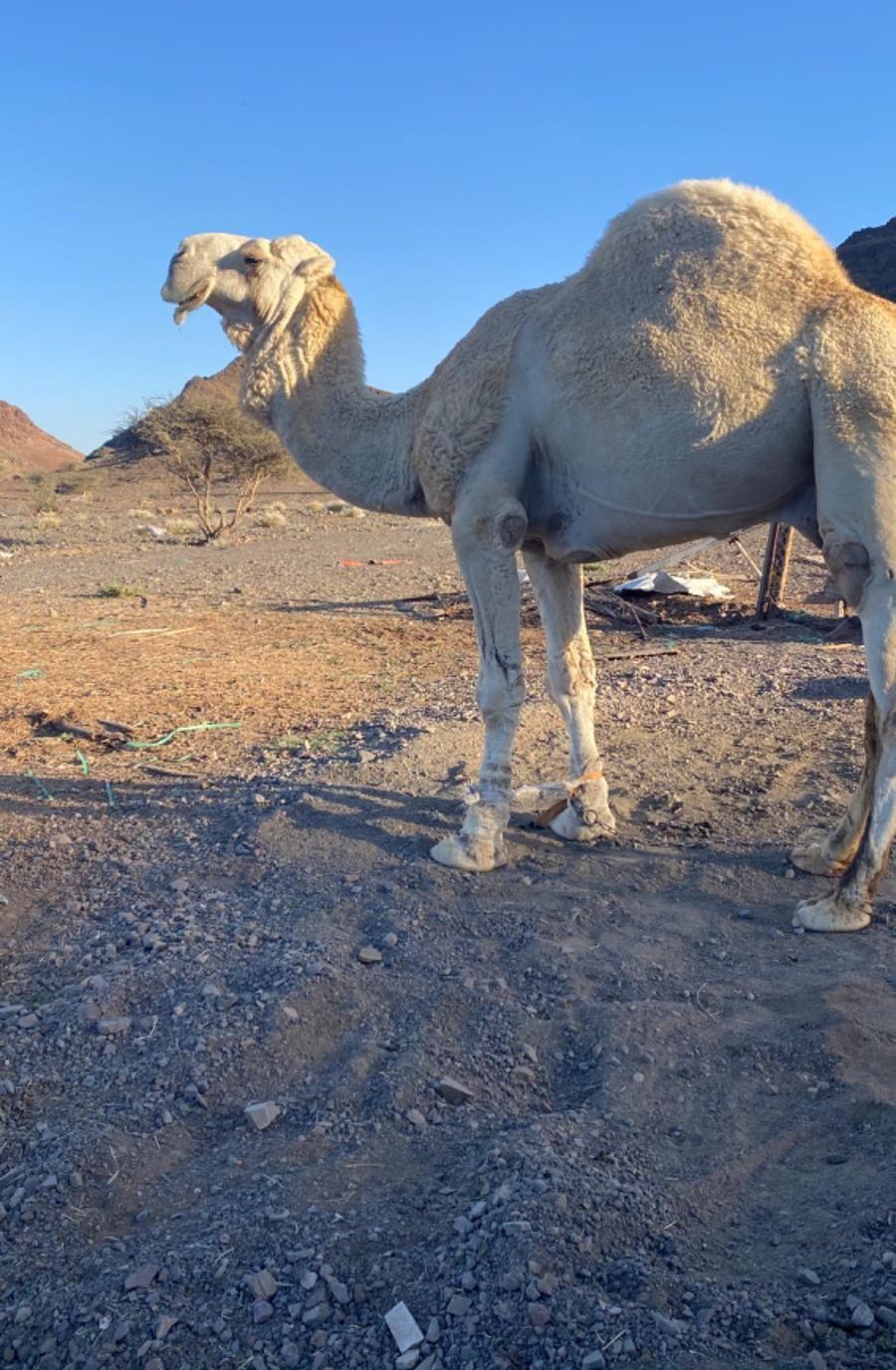للبيع قعود اوضح