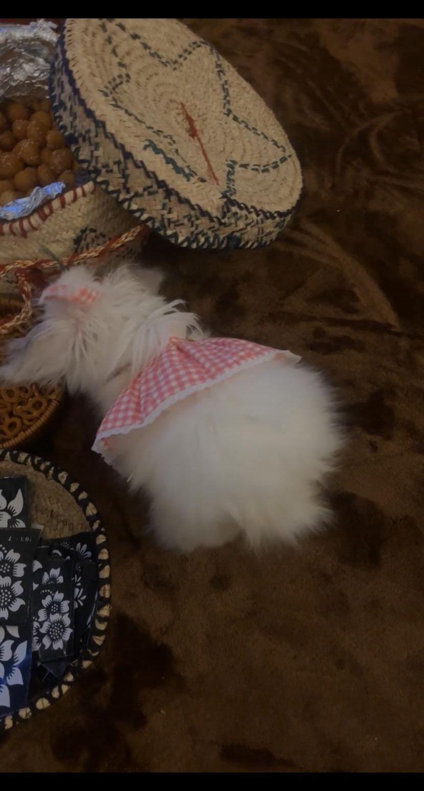 ارنب انجورا