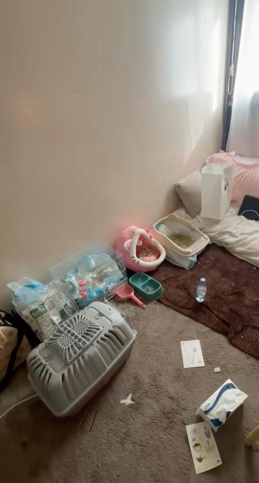 ارنب انجورا